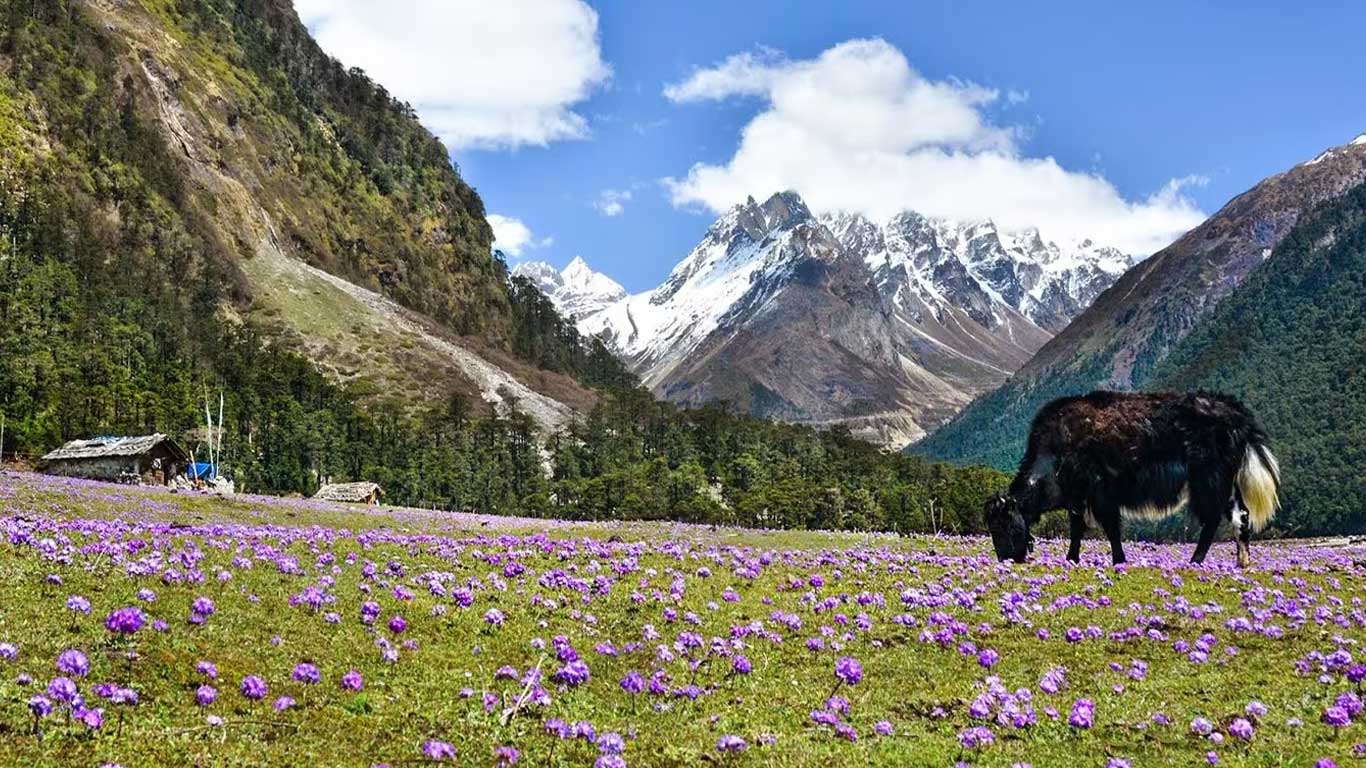 Chopta Valley