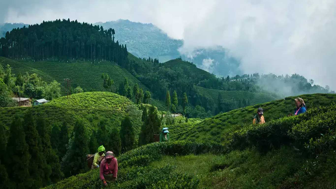 Tea Tourism