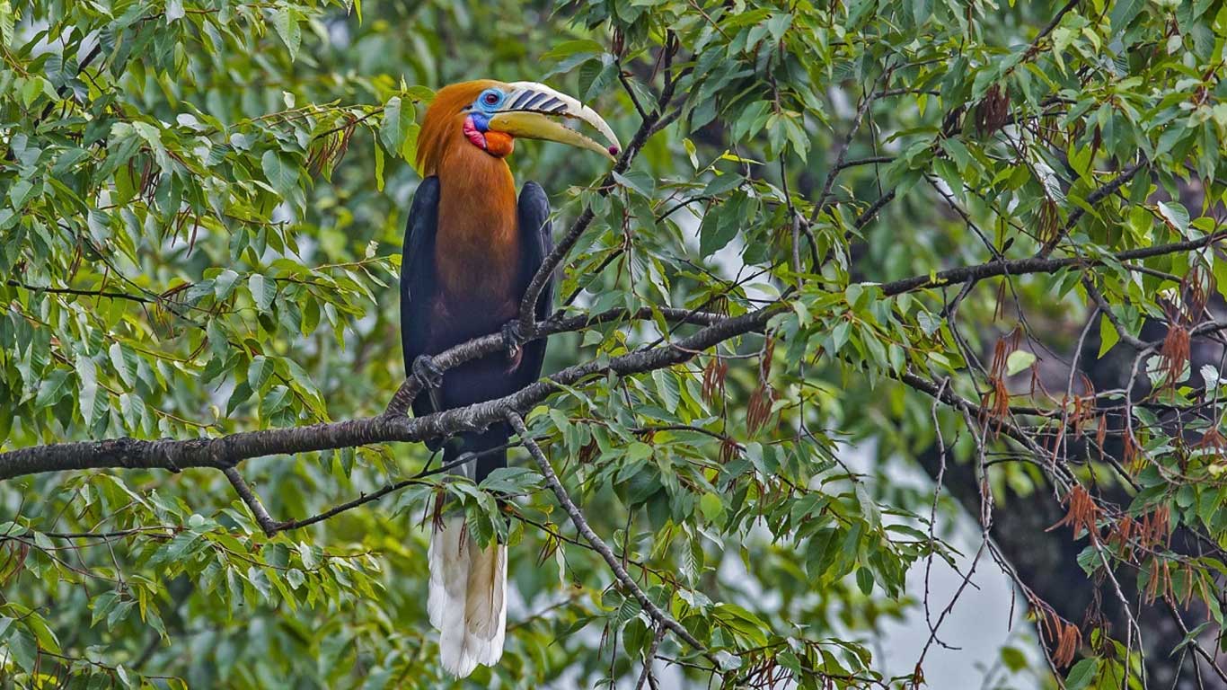 Birding Tours