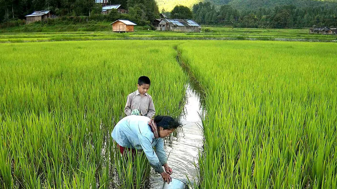 Ziro Valley