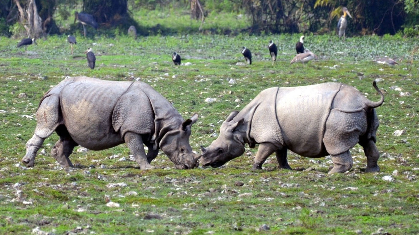 Kaziranga