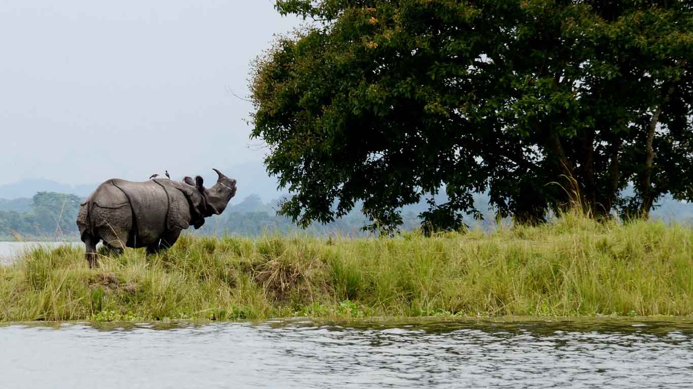 Orang National Park